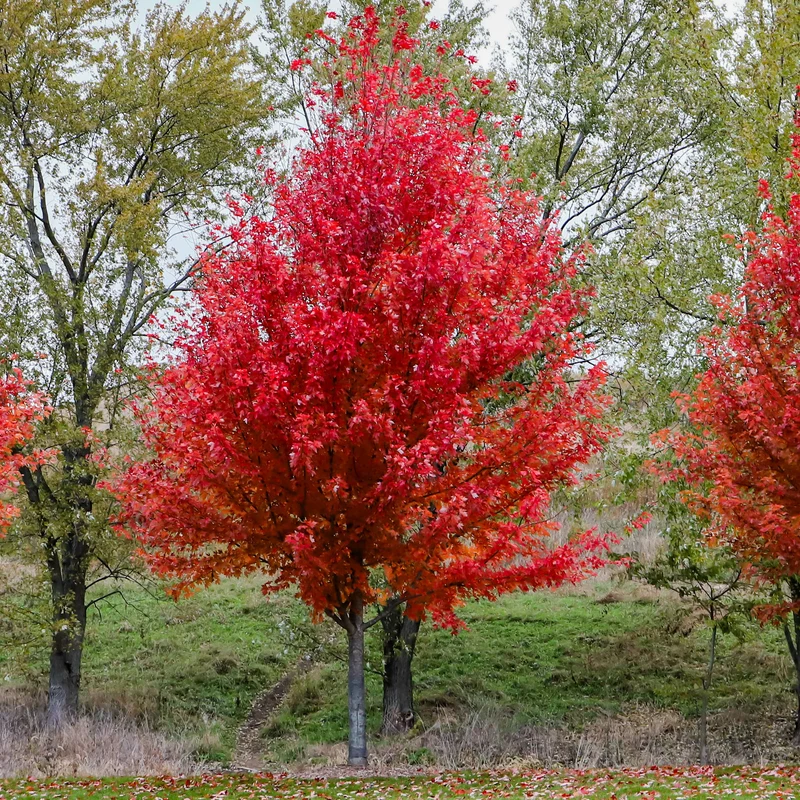 Freeman-Ahorn 'Autumn Blaze'