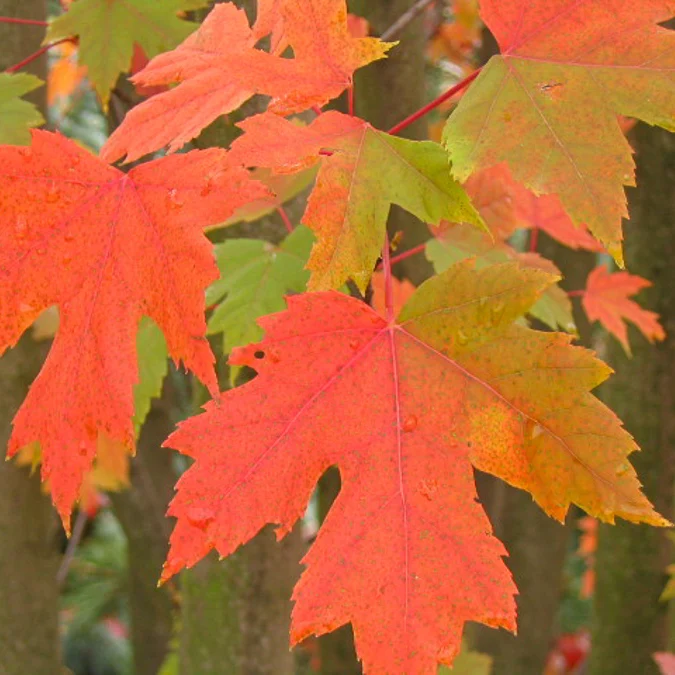 Freeman-Ahorn 'Autumn Blaze'