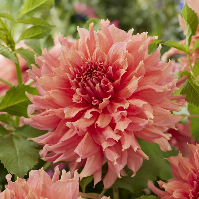 Riesen-Dahlie Fairway Spur