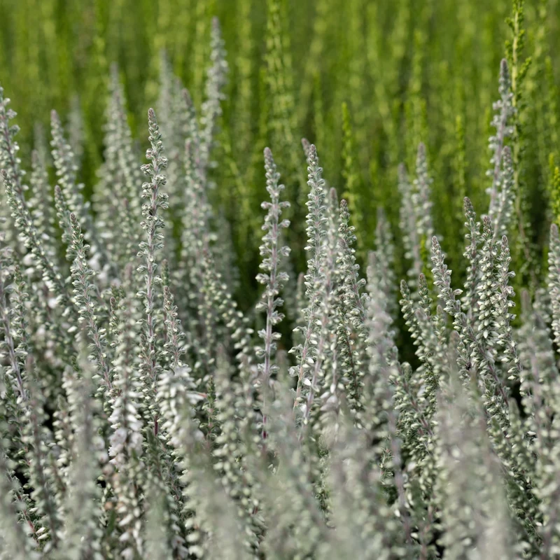 Besenheide-Mix 'Gardengirls®'