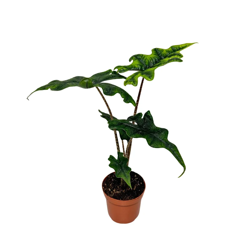 Elefantenohr 'Jacklyn'