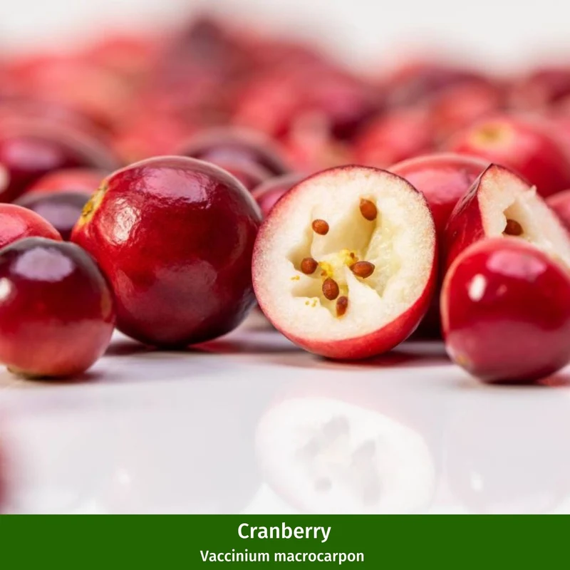 Beeren-Set "Wild und beerig", 12 Pflanzen