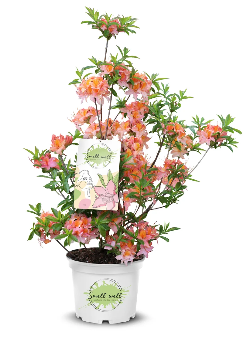 Duftrhododendron 'Smell Well'