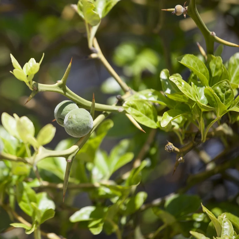 Bio Bitterorange