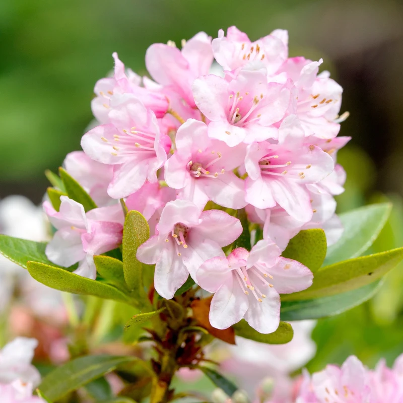 Buchsbaum-Ersatz 'Nugget by Bloombux®'