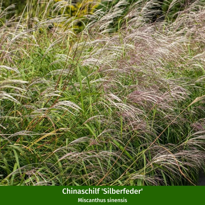 Gräserset "Gräserglanz im Garten"