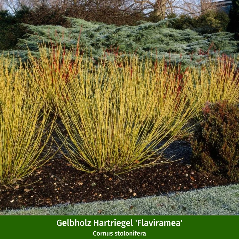 Pflanzen-Set "Farbenspiel im Winter"