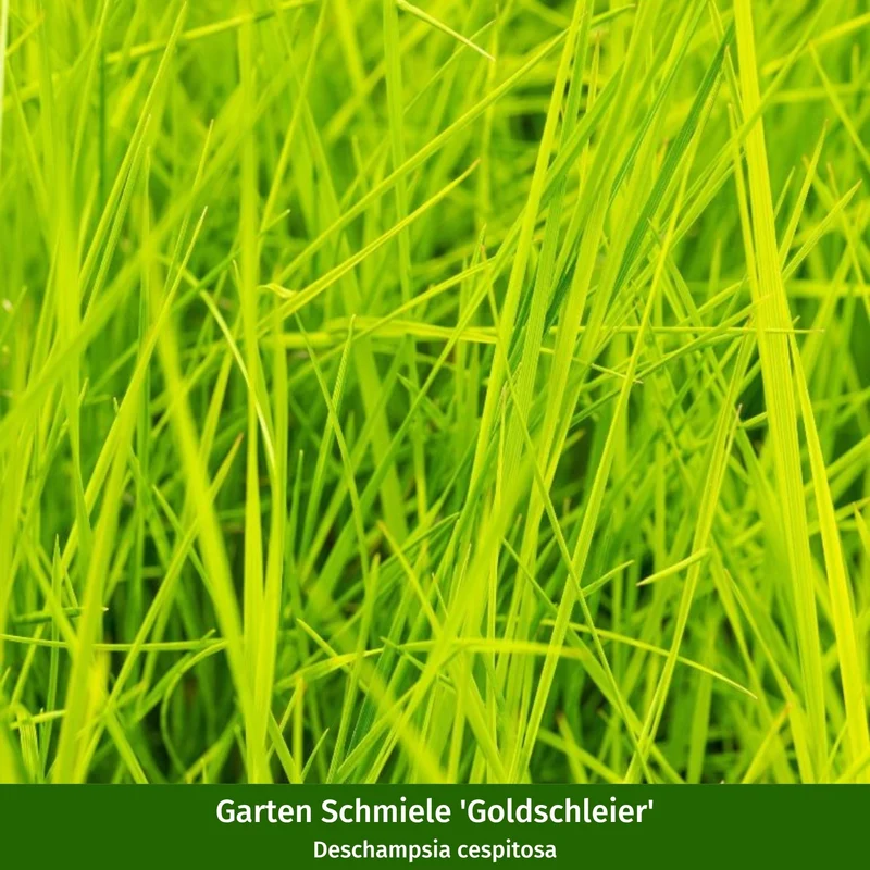 Gräserbeet "Grüner Sichtschutz"