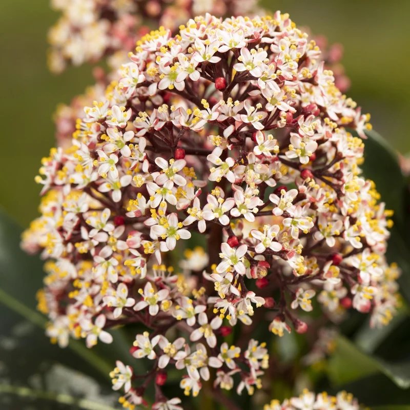 Japanische Blütenskimmie 'Rubella'