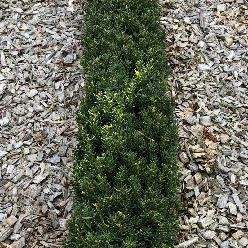 Einfassungseibe 'Hillii', 12 Pflanzen