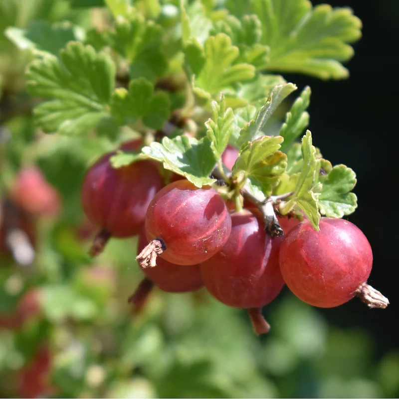 Bio Stachelbeere 'Hinnonmäki', Busch