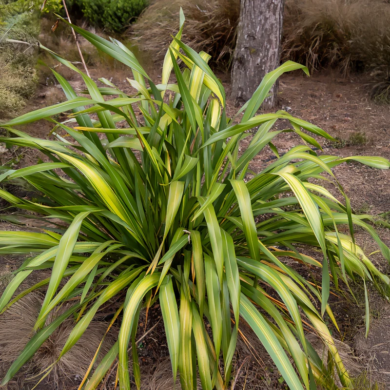 Neuseeländischer Flachs ‘Yellow Wave’