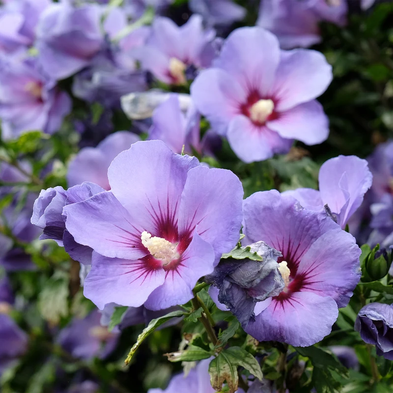 Hibiscus syriacus Blauer Vogel