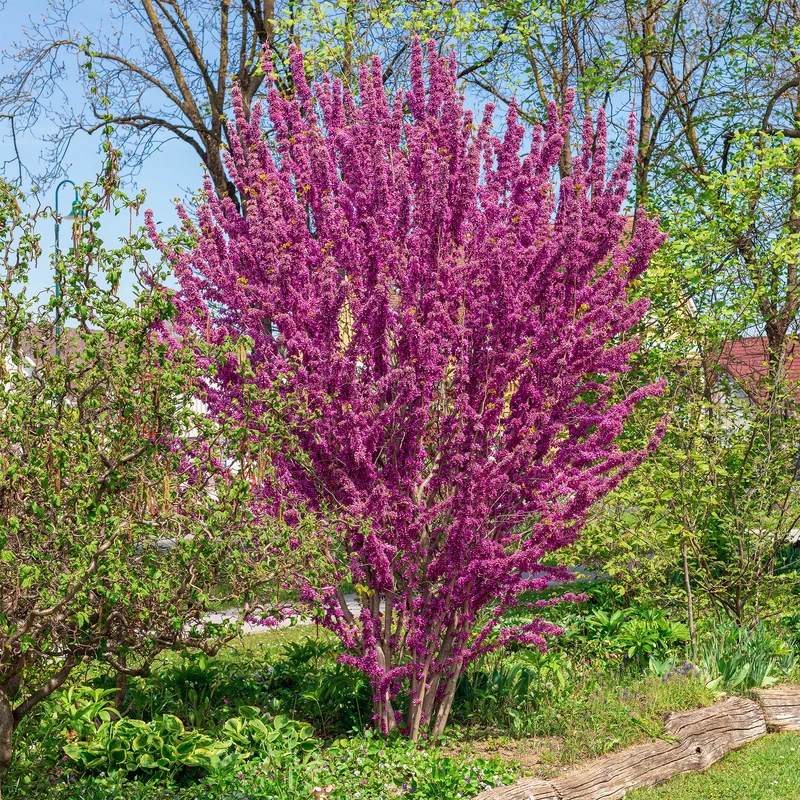 Chinesischer Judasbaum