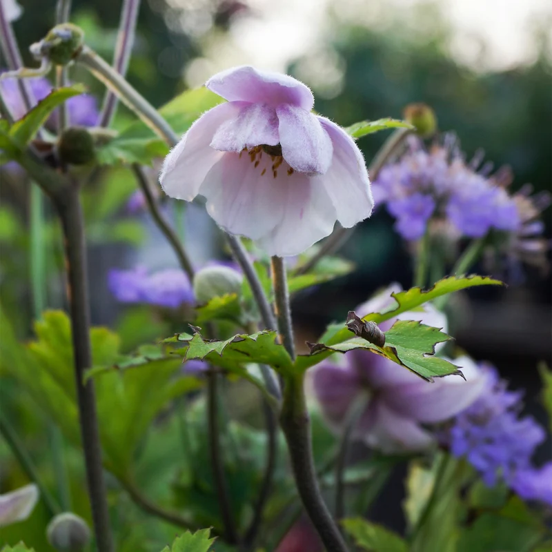 Japanische Anemone Ruffled Swan