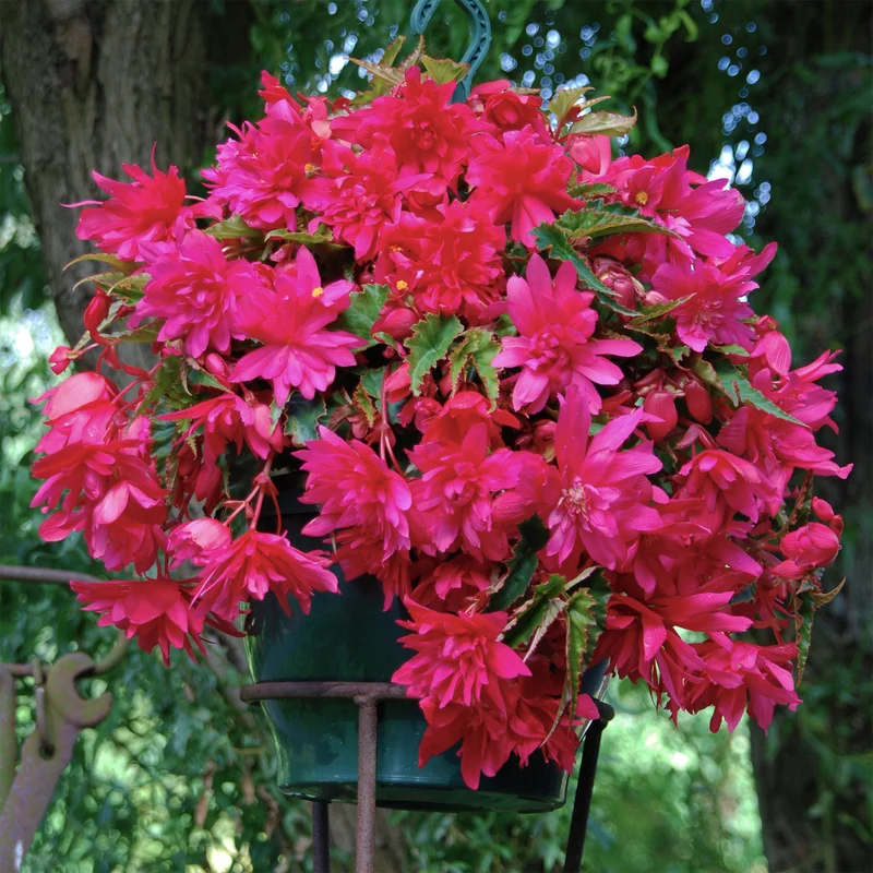 Hänge-Begonie rosa (x5)