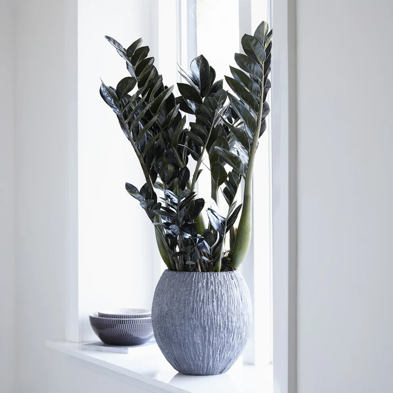 Glücksfeder ‘Raven’