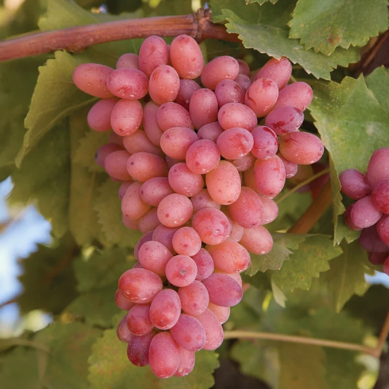 Kernlose Weinrebe Crimson Seedless