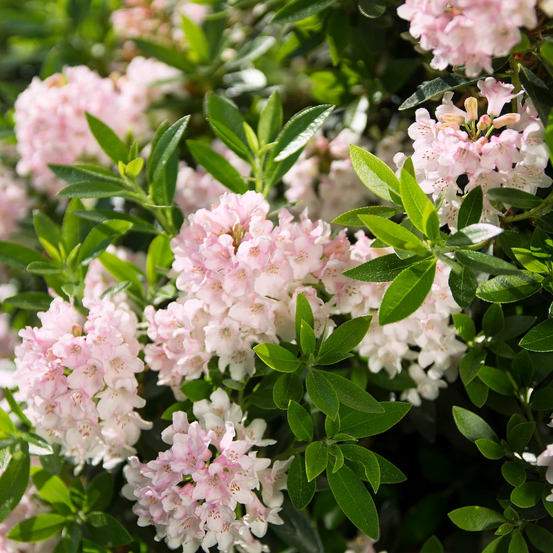 Buchsbaum-Ersatz 'Bloombux®' Busch in Set-Kombinationen