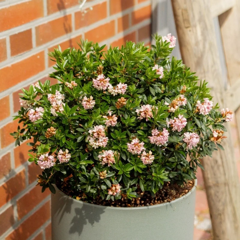 Buchsbaum-Ersatz 'Bloombux®' Busch in Set-Kombinationen