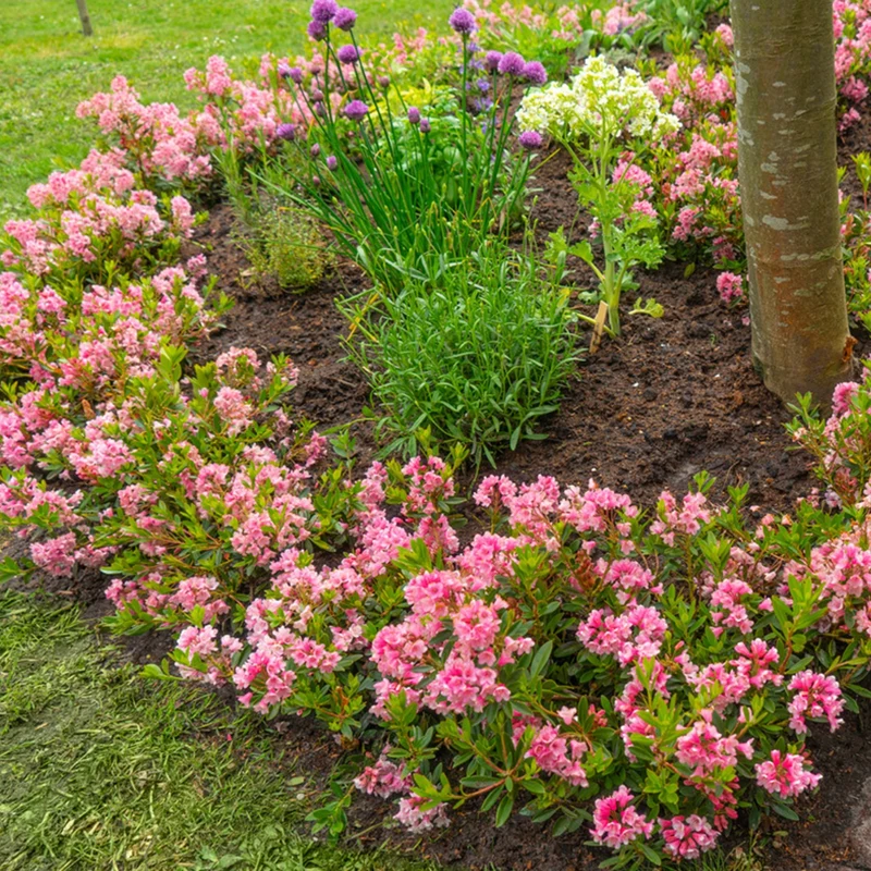 Buchsbaum-Ersatz 'Bloombux®' Busch in Set-Kombinationen