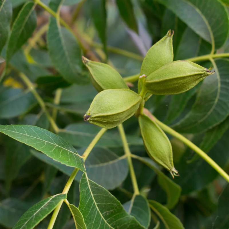 Pekannussbaum