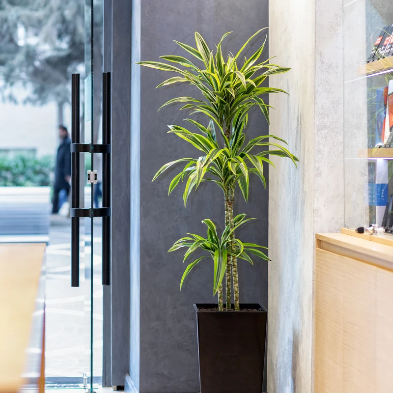 Dracaena 'Lemon Lime' (Zitronenlimone)