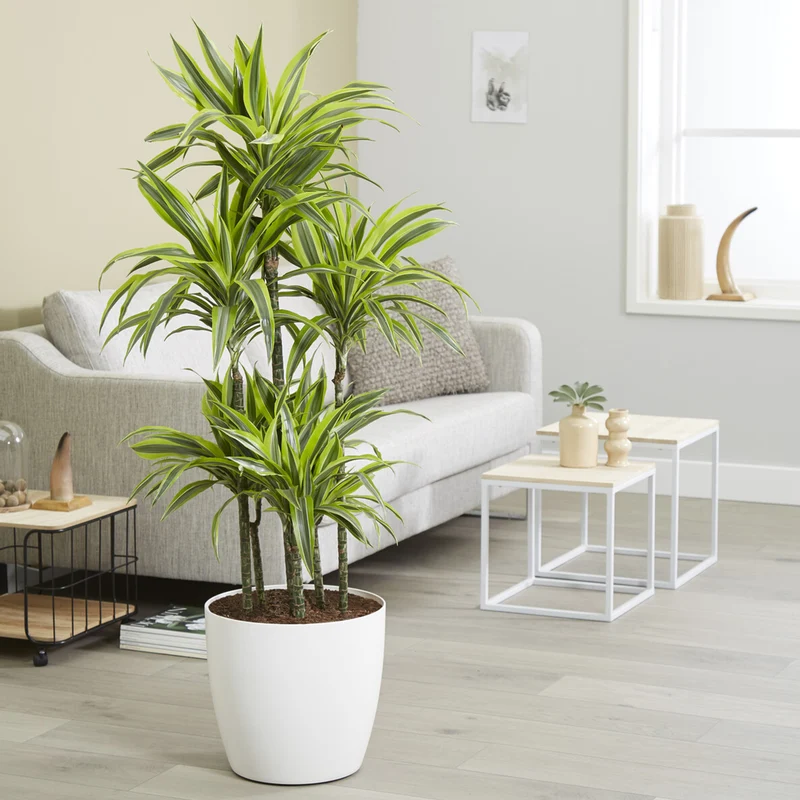 Dracaena 'Lemon Lime' (Zitronenlimone)