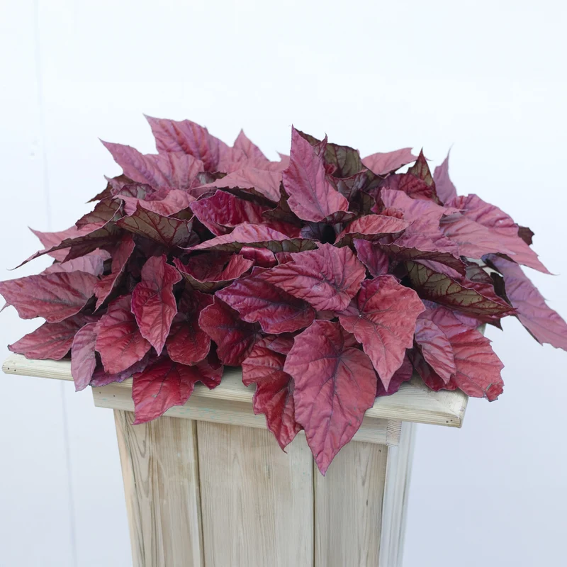 Begonie Inca Flame