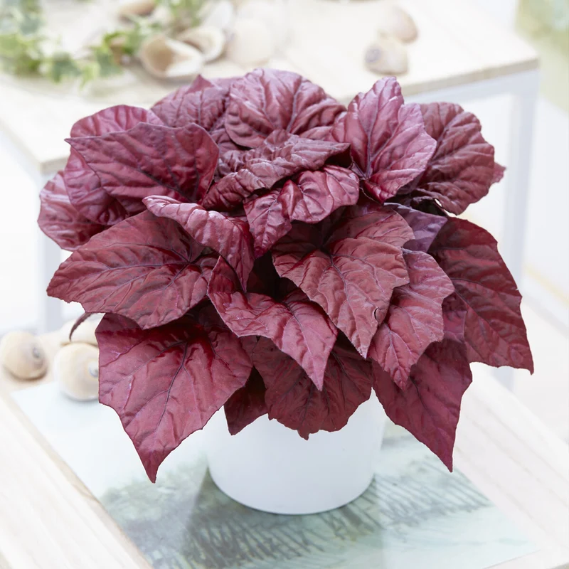 Begonie Inca Flame
