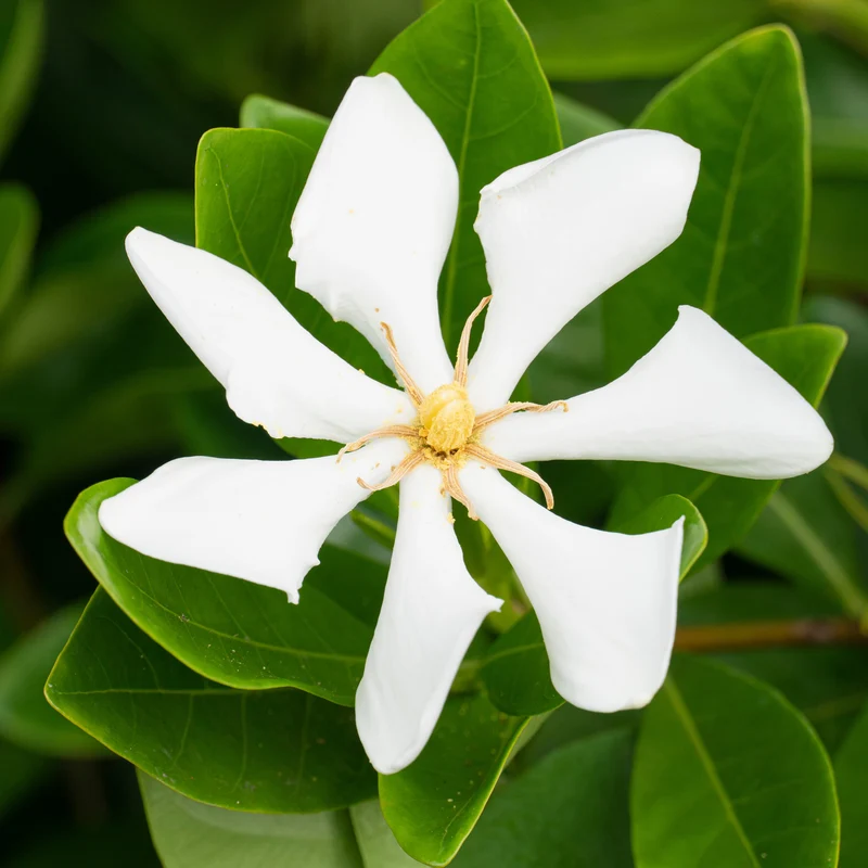 Gardenie 'Pinwheel'