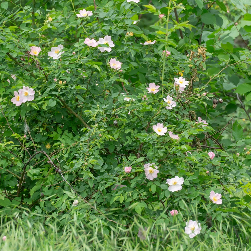 Duftende Wildrose