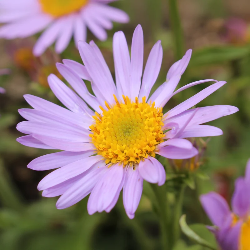 Feinstrahl 'Lavender Lady'