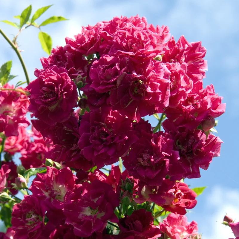 Kletterrose ‘Super Excelsa’®
