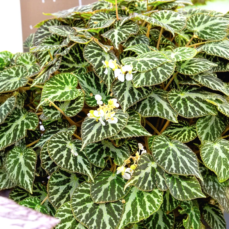 Rex-Begonie ‘Silver Jewel’