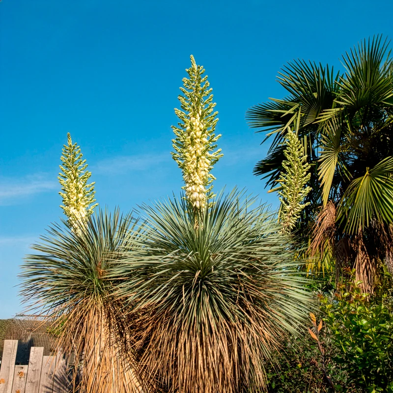 Palmlilie ‘Yucca rostrata’