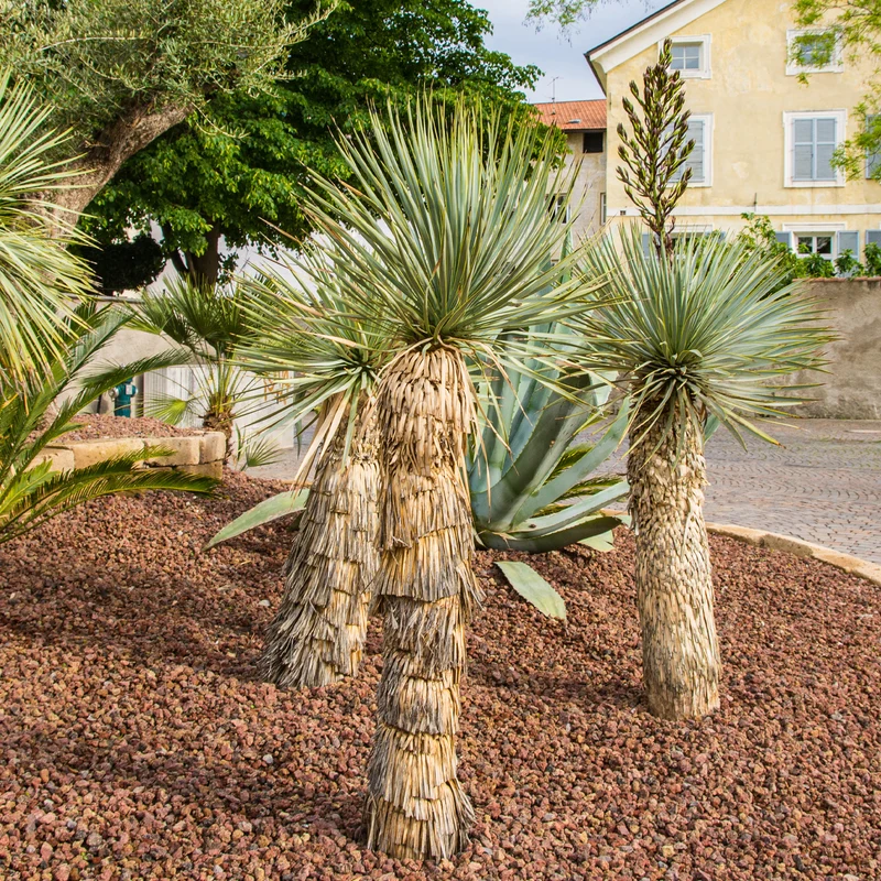 Palmlilie ‘Yucca rostrata’