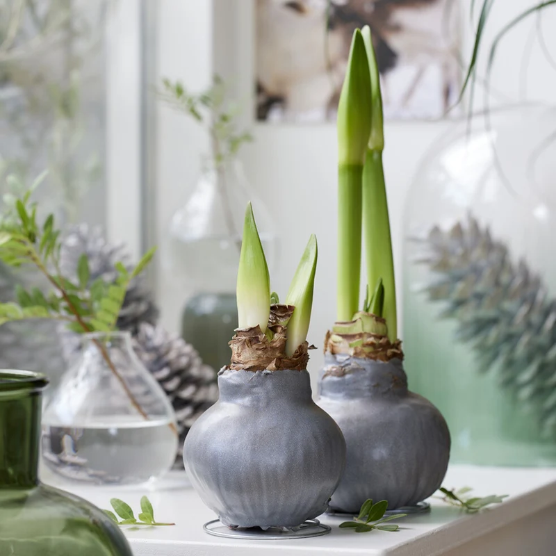 Wachs Amaryllis Gloss Silver