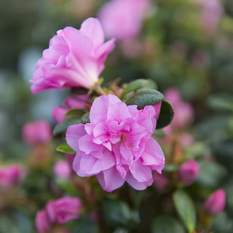 Japanische Azalee Lilac Surprise