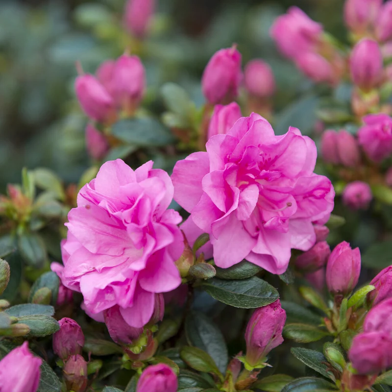 Japanische Azalee Lilac Surprise