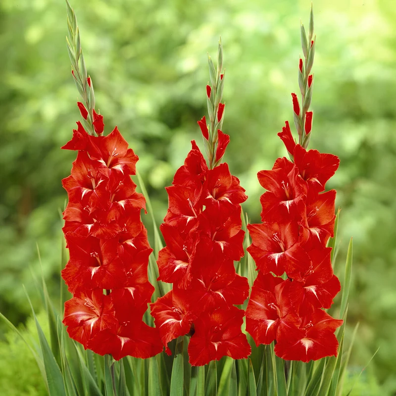 Gladiole ‘Traderhorn’