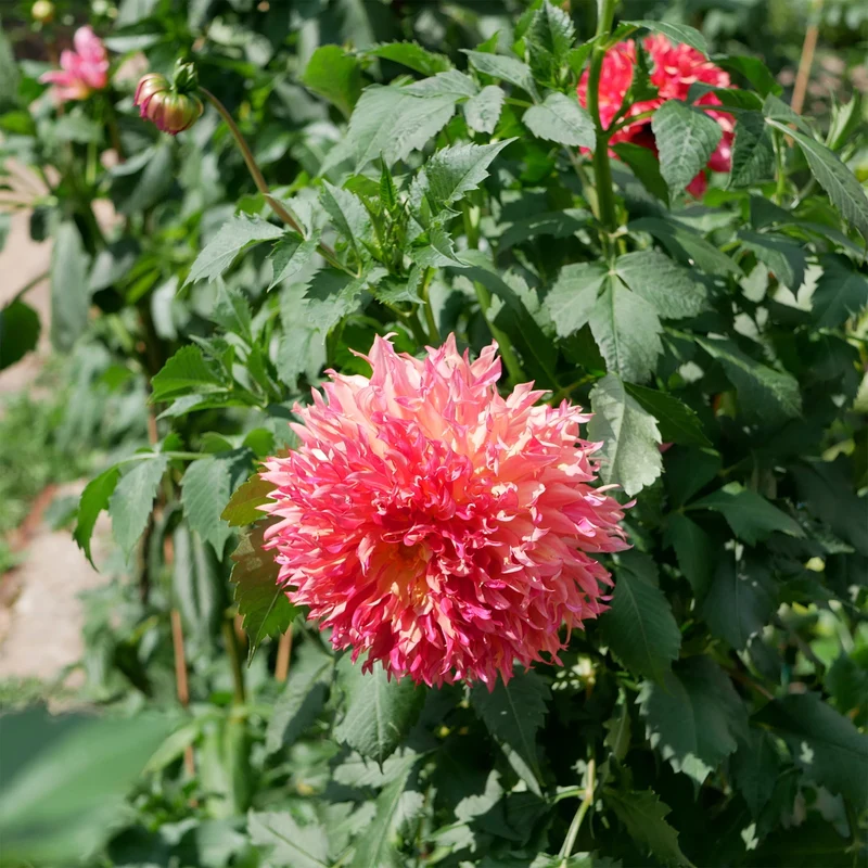 Dahlie ‘Myrtle’s Folly’