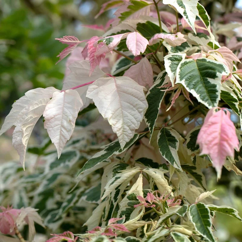 Eschenahorn 'Flamingo'