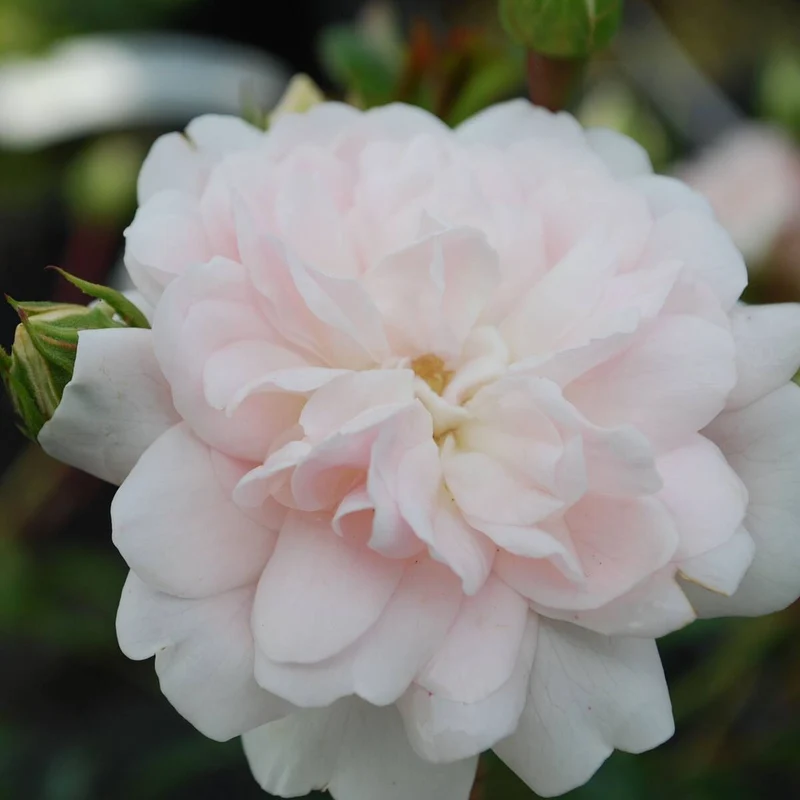 Bodendeckerrose 'Swany®'