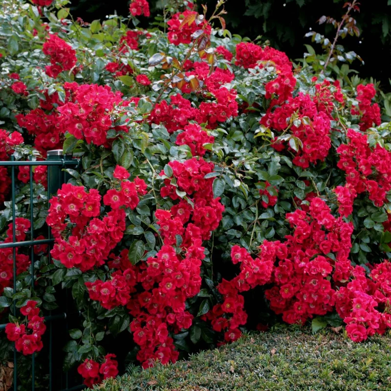 Bodendeckerrose 'Sommerabend®'