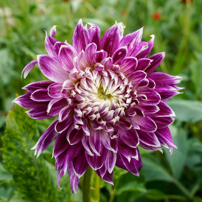 Großblütige Dahlie 'Vancouver' (x3)