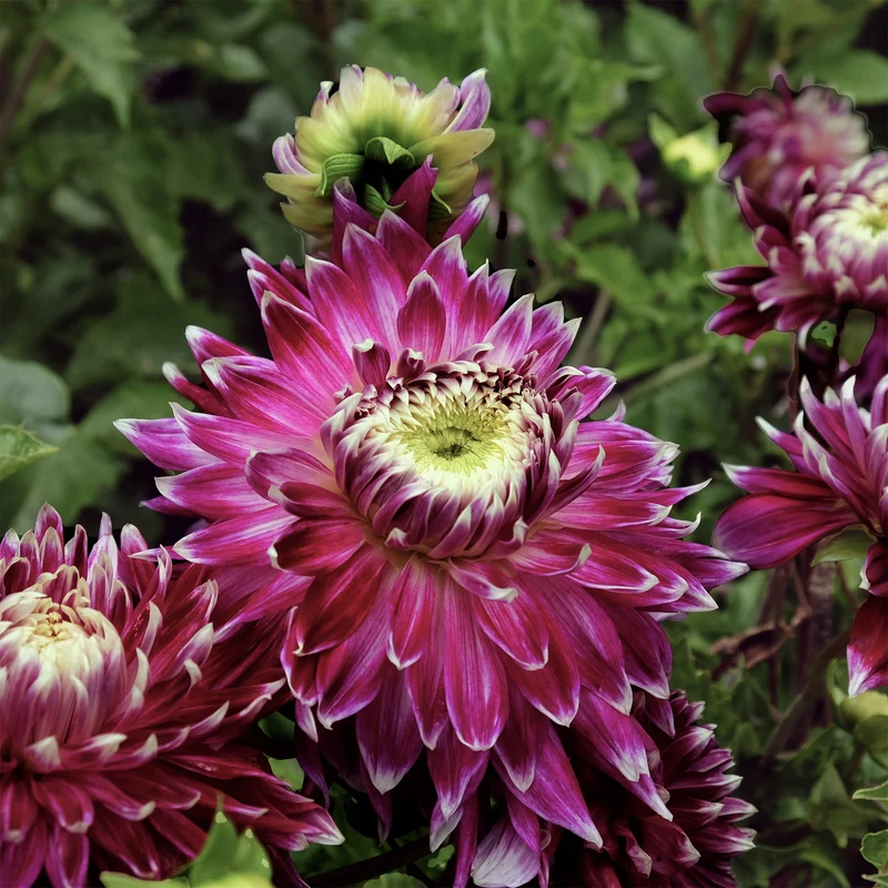 Großblütige Dahlie 'Vancouver' (x3)