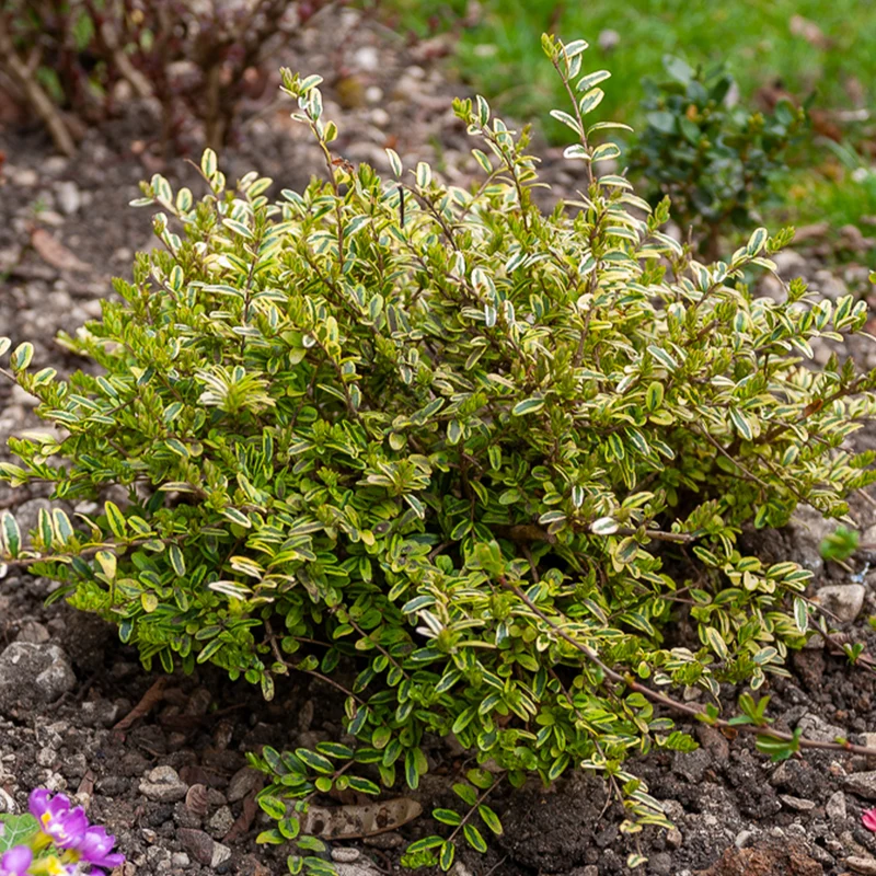 Heckenmyrte 'Lemon Beauty'