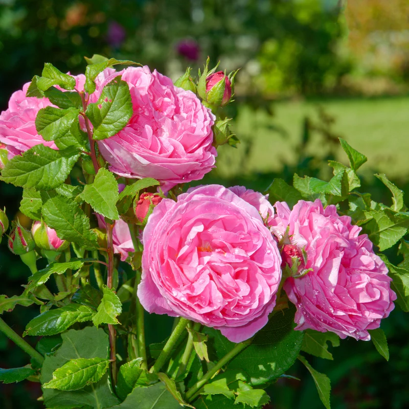 Historische Rose ‘Louise Odier’