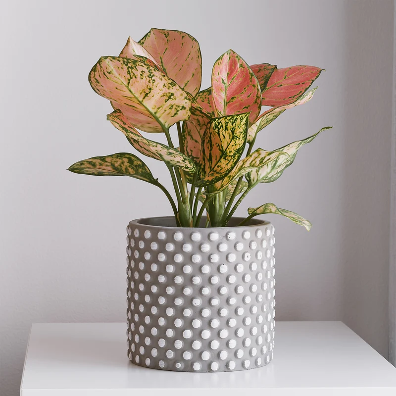 Aglaonema ‘Pink Star’